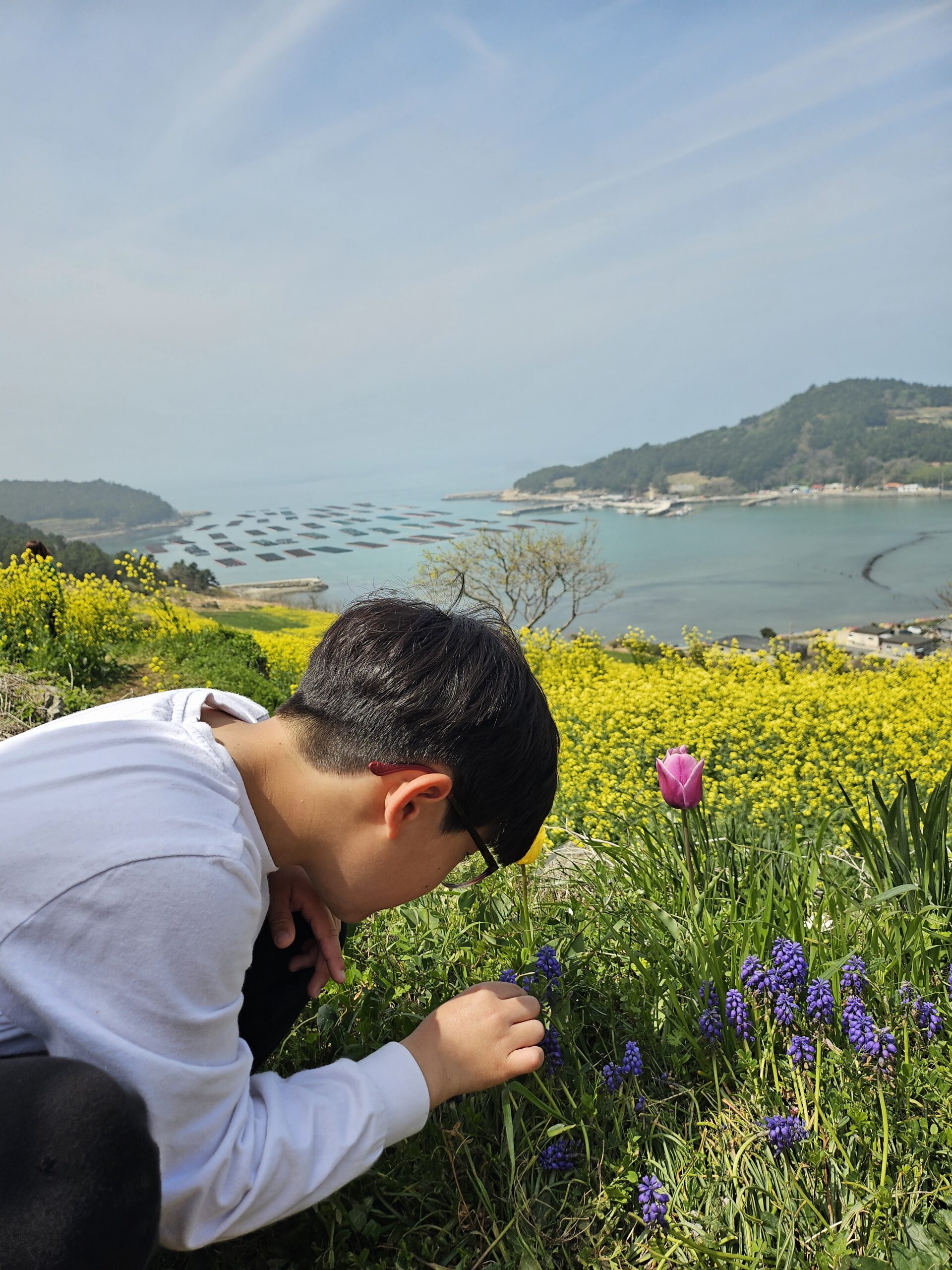청산도 유채꽃과 튤립